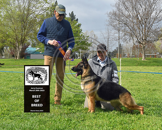 Best of Breed