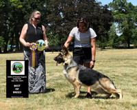 Best of Breed