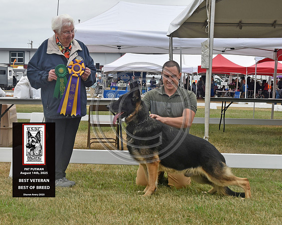 Veteran Dog Best of Breed