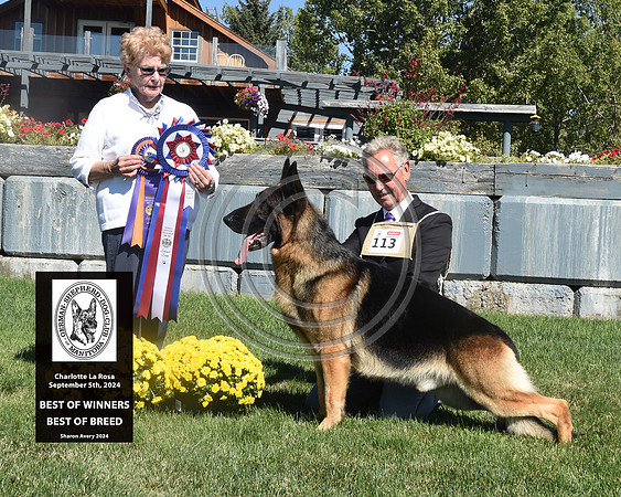 Best of Winners Best of Breed