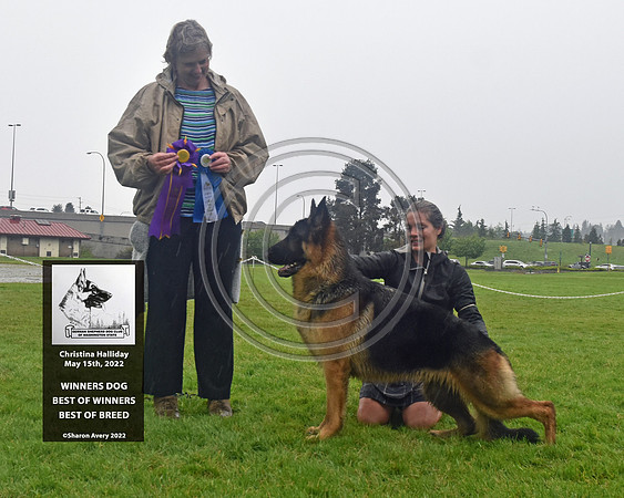 Winners Dog Best of Winners Best of Breed
