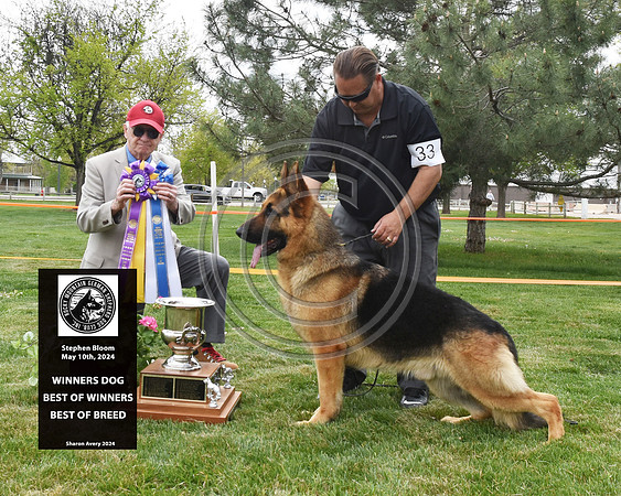 Winners Dog Best of Winners Best of Breed