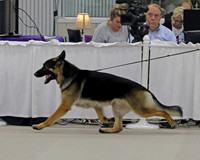 GSDCA National BOB Dogs