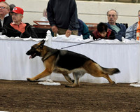 GSDCA National Best of Breed