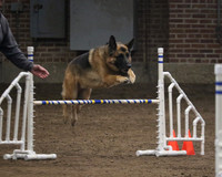 GSDCA National Agility Tuesday