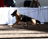 GSDCA Futurity Finals
