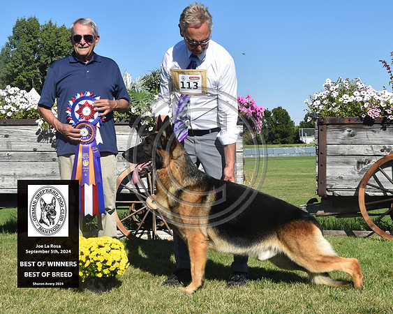 Best of Winners Best of Breed