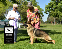 Reserve Winners Dog Best Opposite Puppy