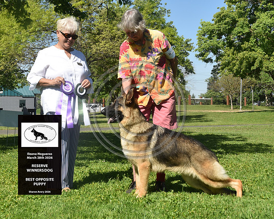 Reserve Winners Dog Best Opposite Puppy