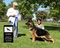 Winners Dog Best of Winners