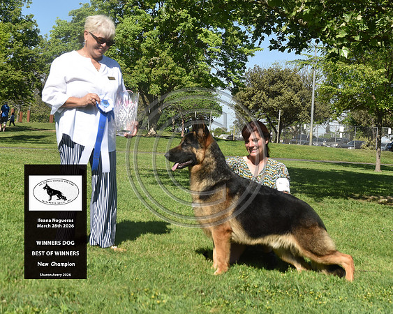 Winners Dog Best of Winners