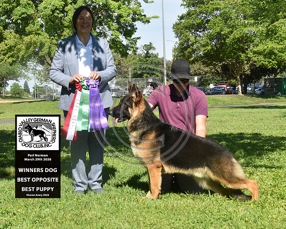 Winners Dog Best Opposite Best Puppy