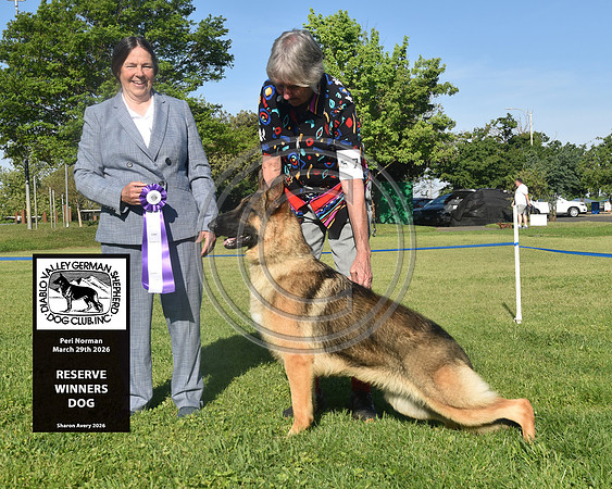 Reserve Winners Dog