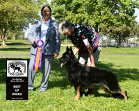 Best of Breed