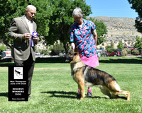 Reserve Winners Dog