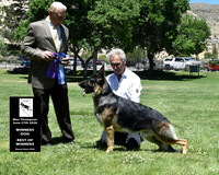 Winners Dog Best of Winners