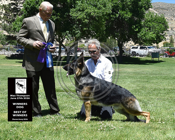 Winners Dog Best of Winners