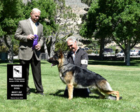 Winners Dog Best of Winners