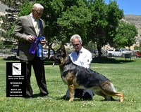 Winners Dog Best of Winners