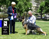 Winners Dog Best of Winners