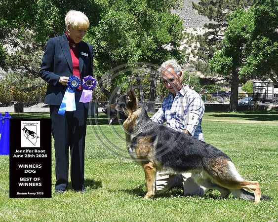 Winners Dog Best of Winners