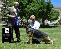 Winners Dog Best of Winners