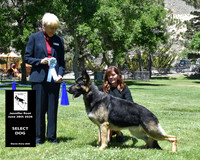 Select Dog