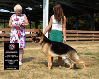 2nd Place Junior Dog