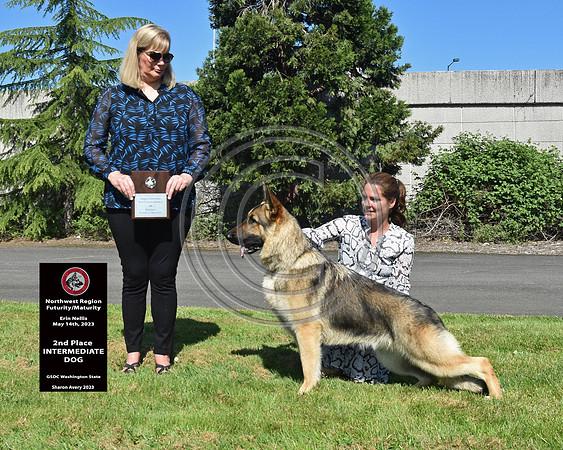2nd Place Intermediate Dog