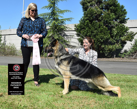 Reserve Futurity Dog