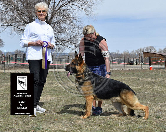GCH CH Candia's Redneck Crazy v Surigo