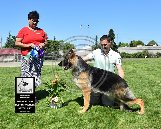 Winners Dog, Best of Winners