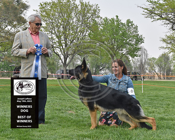 Winners Dog Best of Winners