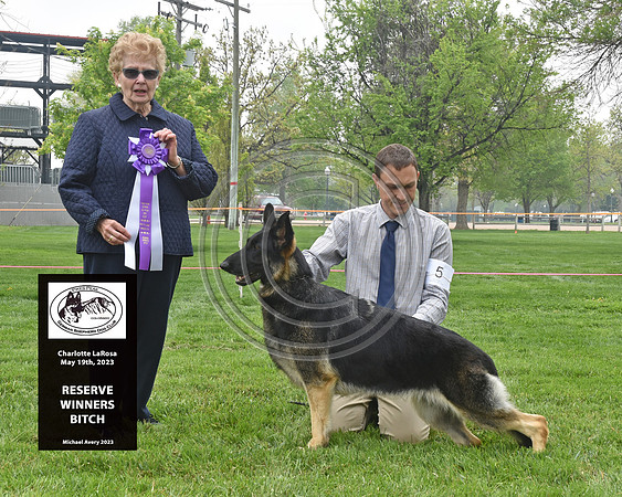 Reserve Winners Bitch