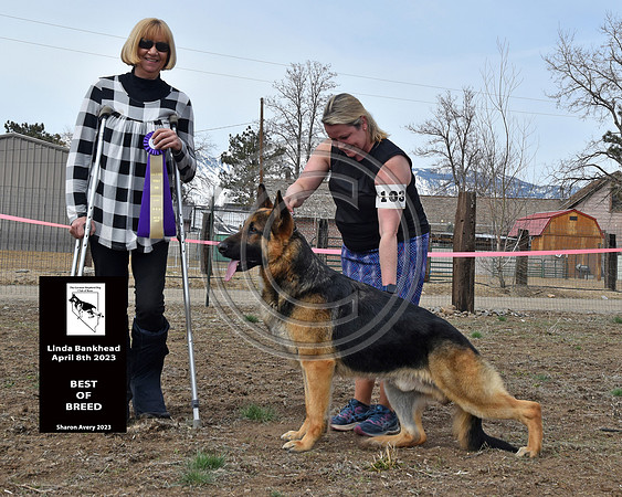 GCH CH Candia's Redneck Crazy v Surigo