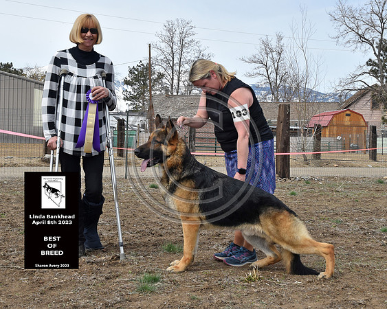 GCH CH Candia's Redneck Crazy v Surigo