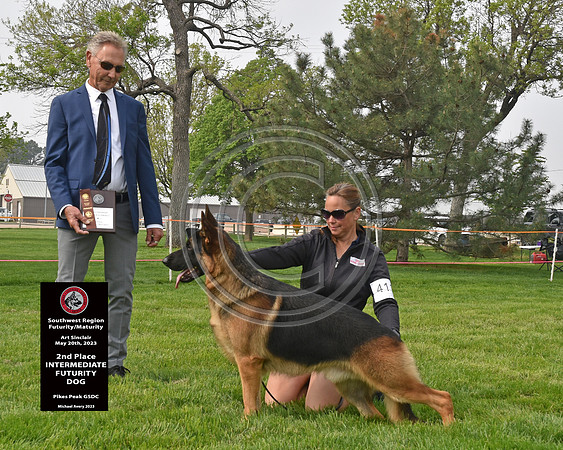 2nd Intermediate Futurity Dog