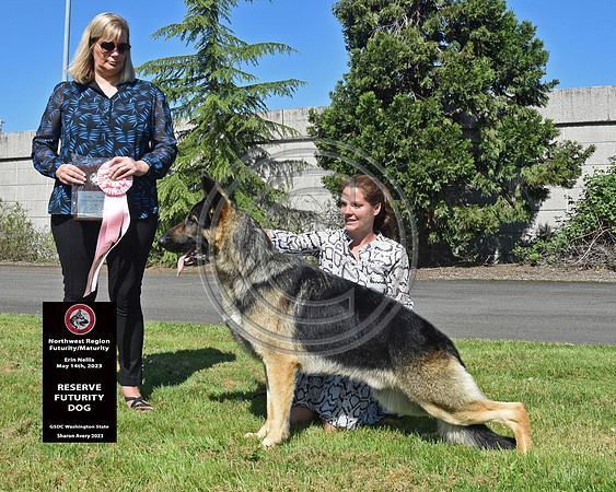 Reserve Futurity Dog