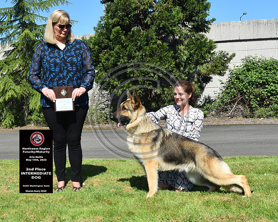 2nd Place Intermediate Dog
