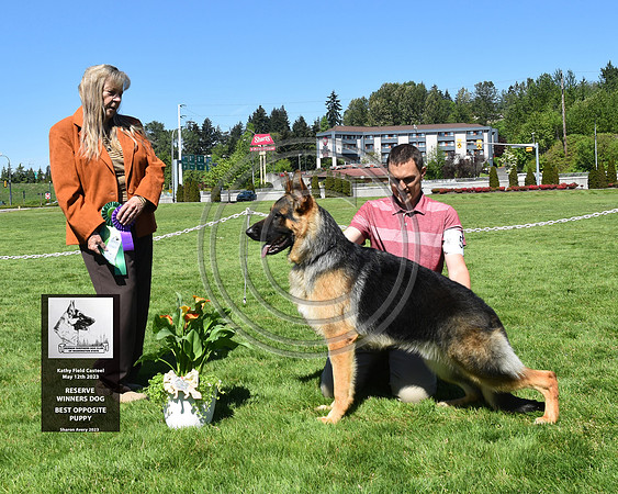 Reserve Winners Dog, Best Opposite Puppy