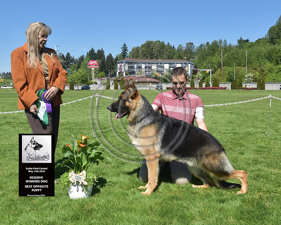 Reserve Winners Dog, Best Opposite Puppy