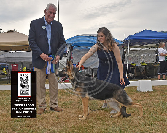 Winners Dog Best of Winners Best Puppy