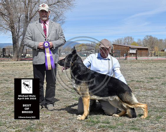 Best of Breed