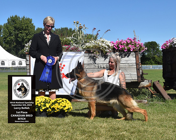 1st Place Canadian Bred