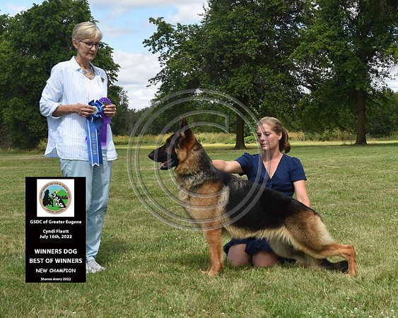 Winners Dog Best of Winners