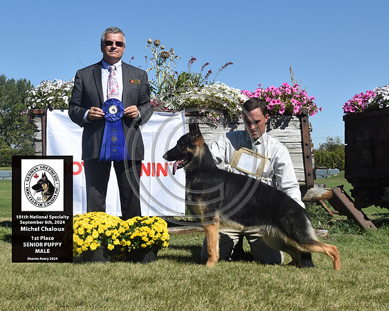 1st Place Senior Puppy Male