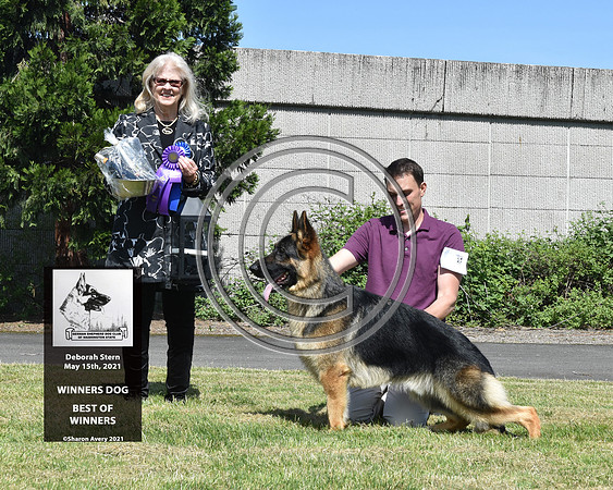 Winners Dog Best of Winners