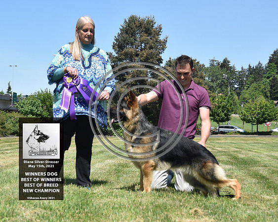 Winners Dog Best of Winners Best of breed