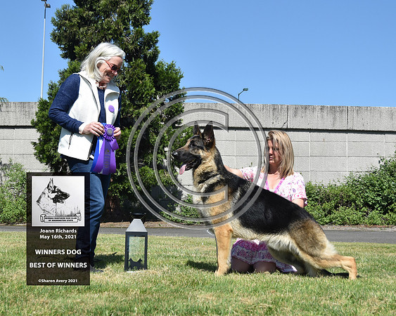 Winners Dog Best of Winners