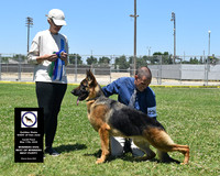 Winners Dog Best of Winners Best Puppy